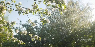 32、花瓣儿从树上飘落，阳光明媚的夏天，慢镜头