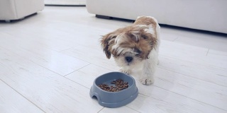 可爱的小狗西施吃东西。