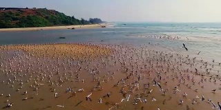 阳光灿烂的日子里，一群海鸥坐在海滩上