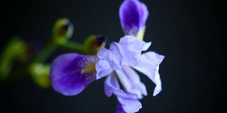 美丽的紫蝴蝶花