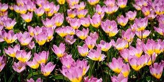 荷兰库肯霍夫花园盛开的郁金香花坛
