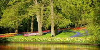 荷兰库肯霍夫花园中盛开的郁金香花坛