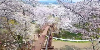 从日本宫城县船冈城堡遗址公园的樱花树下乘坐单轨列车观看