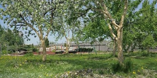在花园里的春天盛开的苹果树上缓缓飘落的白色花瓣