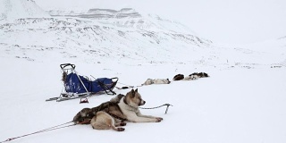 在北极圈的北极，爱斯基摩雪橇犬队在白雪皑皑的路上休息。