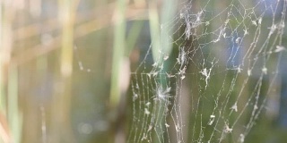 破旧的蜘蛛网和被困的昆虫。