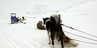 雪橇犬队雪橇犬、爱斯基摩雪橇犬在北极休息。