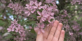 女孩的手抚摸着树上盛开的粉红色花朵