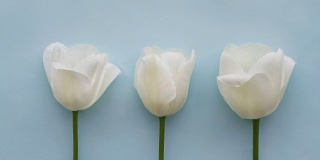 三朵白色郁金香在浅蓝色的背景下，时间流逝
