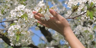 女人的手触摸和爱抚盛开的白花的树