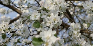 开花的红果。春天果树的树枝。白色的花朵特写镜头