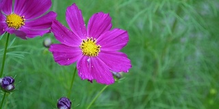 花坛上美丽的宇宙花。近距离