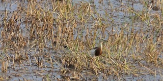 爪哇池塘鹭