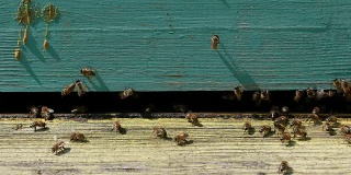 在春天，工蜂采集花粉并把花粉带进蜂巢