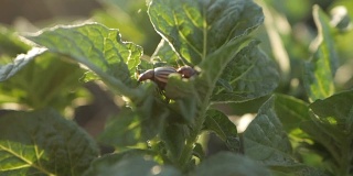科罗拉多马铃薯甲虫，植物害虫，害虫。