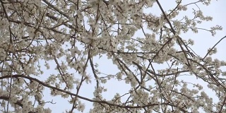 盛开的樱桃树，美丽的白色花朵。