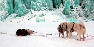 雪橇犬队爱斯基摩雪橇犬休息在北极冰川的背景上。