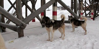 雪橇犬队雪橇犬哈士奇爱斯基摩人休息在北极金字塔。