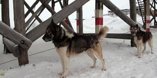 雪橇犬队雪橇犬哈士奇爱斯基摩人休息在北极金字塔。
