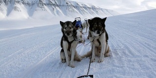 在北极圈的北极，爱斯基摩雪橇犬队在白雪皑皑的路上休息。