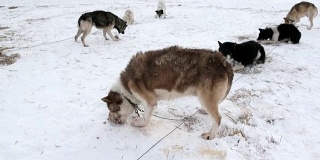 雪橇犬队雪橇犬、爱斯基摩雪橇犬在北极吃肉。