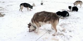 雪橇犬队、雪橇犬、爱斯基摩犬在北极吃北极肉。