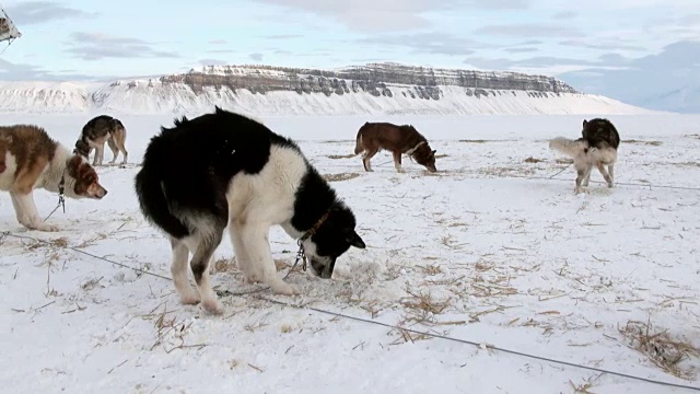 雪橇犬队爱斯基摩雪橇犬休息在北极冰川的背景上。