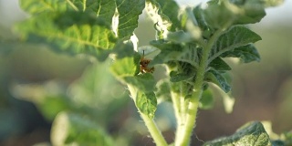 科罗拉多马铃薯甲虫幼虫吃绿叶
