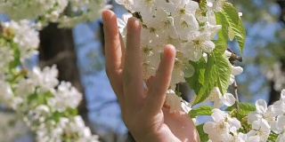 女孩的手深情地抚摸着树上盛开的白色花朵