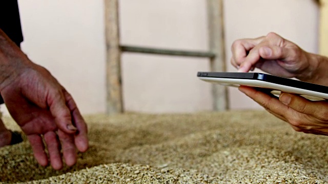 农民用数字片检查收获的麦粒，动作缓慢