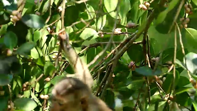小猴子生活在泰国Khao yai国家公园的天然林里