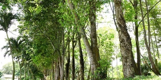 琼脂木树