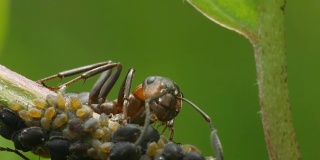 蚂蚁倾向于蚜虫。