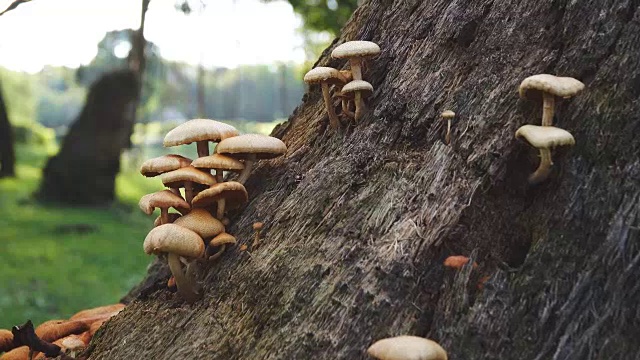 4k:阳光森林里的野生蘑菇，多莉拍摄。