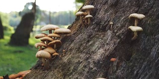 4k:阳光森林里的野生蘑菇，多莉拍摄。