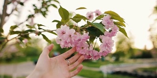 女性的手触摸盛开的樱花或樱桃在公园里