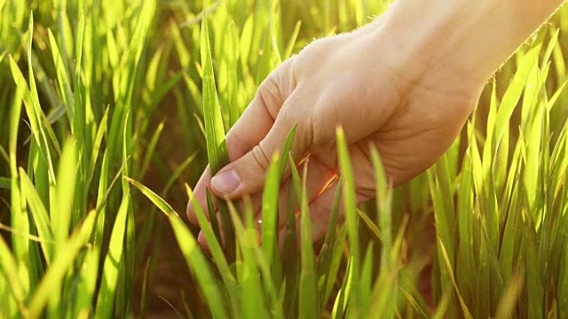 靠近农民的手触摸宁静的绿色麦秆在微风中摇曳，慢动作