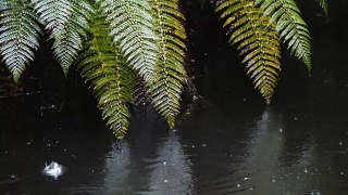 有雨水和蕨类植物的河流视频素材模板下载