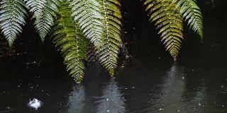 有雨水和蕨类植物的河流