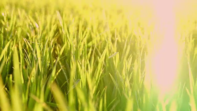 靠近农民的手触摸宁静的绿色麦秆在微风中摇曳，慢动作