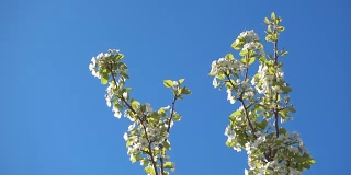 美丽的苹果树枝与鲜花和清澈的蓝天。