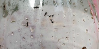 蚂蚁在糖水瓶上4k