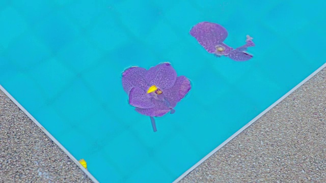 花漂浮在游泳池。