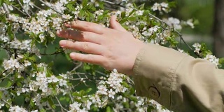 女性的手触摸着野樱桃花