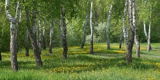 春天的风景是桦树和蒲公英花