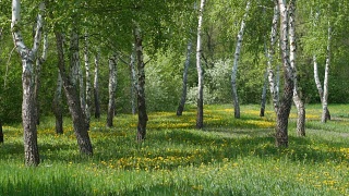 春天的风景是桦树和蒲公英花视频素材模板下载