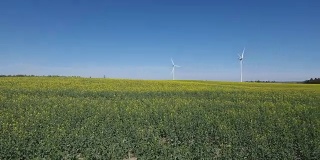 风力涡轮机和油菜籽田。