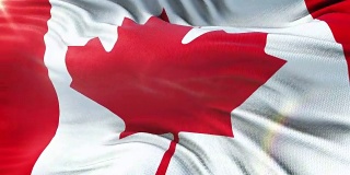 加拿大国旗在阳光下飘扬。无缝环与高度详细的织物纹理。循环准备4k分辨率。