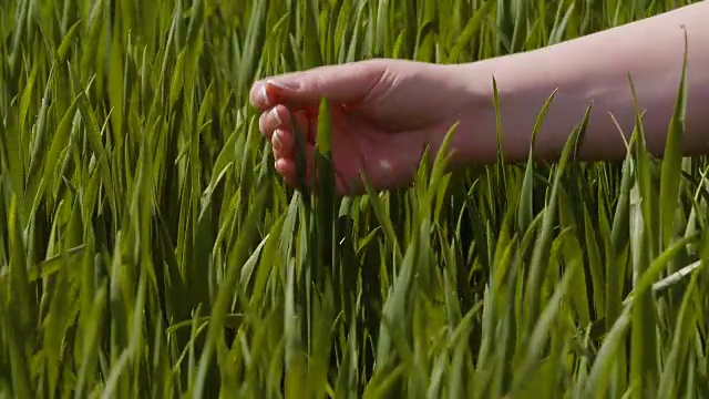 农业，妇女在农场用手触摸小麦作物