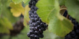 酿酒葡萄长在有蜘蛛网的藤上